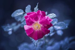 Ultra violet Rose