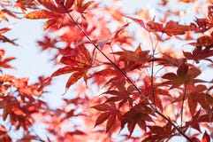 Colorful red leaves on a background of blue sky. stock photo Colorful red leaves on a background of blue sky. stock photo