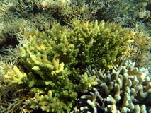 Colorful seaview with acropora corals royalty free stock photography Colorful seaview with acropora corals royalty free stock photography