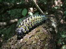 Colorful Spiky Caterpillar On Tree Trunk In Swaziland Royalty Free Stock Image Colorful Spiky Caterpillar On Tree Trunk In Swaziland Royalty Free Stock Image