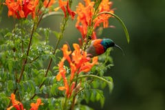 Colorful sunbird with iridescent colour feathers, photographed in the Drakensberg mountains near Cathkin Peak, South Africa stock images Colorful sunbird with iridescent colour feathers, photographed in the Drakensberg mountains near Cathkin Peak, South Africa stock images