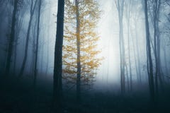 Colorful tree in spooky woods royalty free stock photography Colorful tree in spooky woods royalty free stock photography