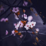 The colorful trees branches in winter royalty free stock photos The colorful trees branches in winter royalty free stock photos