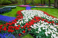 Colorful tulip flowers in spring stock images Colorful tulip flowers in spring stock images
