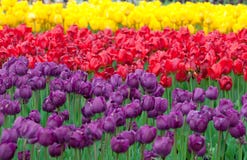 Colorful Tulip Garden Stock Image Colorful Tulip Garden Stock Image