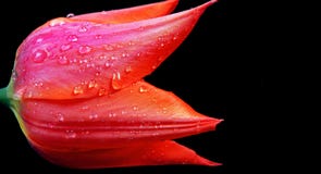 Colorful tulips in drops of dew close up. colors of a rainbow, natural background stock photo Colorful tulips in drops of dew close up. colors of a rainbow, natural background stock photo