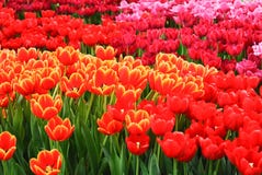Colorful Tulips Field Royalty Free Stock Photo
