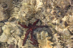 Colorful underwater life. Underwater abstract texture.starfish stock image Colorful underwater life. Underwater abstract texture.starfish stock image