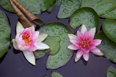 Colorful Water Lilly In My Garden Pond Stock Image
