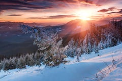Colorful winter morning in the mountains. Dramatic overcast sky.View of snow-covered conifer trees at sunrise. Merry Christmas's stock photo Colorful winter morning in the mountains. Dramatic overcast sky.View of snow-covered conifer trees at sunrise. Merry Christmas's stock photo
