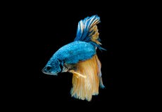 Colorful With Main Color Of Blue And Yellow Betta Fish, Siamese Fighting Fish Was Isolated On Black Background. Fish Also Action Royalty Free Stock Image