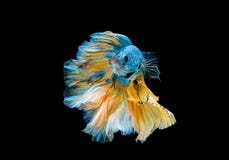Colorful With Main Color Of Blue And Yellow Betta Fish, Siamese Fighting Fish Was Isolated On Black Background. Fish Also Action Royalty Free Stock Photos Colorful With Main Color Of Blue And Yellow Betta Fish, Siamese Fighting Fish Was Isolated On Black Background. Fish Also Action Royalty Free Stock Photos