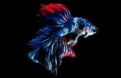 Colorful With Main Color Of Blue, Red, Pink And White Betta Fish, Siamese Fighting Fish Was Isolated On Black Background Royalty Free Stock Images