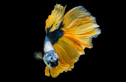 Colorful With Main Color Of Dark Blue, White And Yellow Betta Fish, Siamese Fighting Fish Was Isolated On Black Background Stock Photography