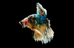 Colorful With Main Color Of Green, Black And Yellow Betta Fish, Siamese Fighting Fish Was Isolated On Black Background Royalty Free Stock Photos Colorful With Main Color Of Green, Black And Yellow Betta Fish, Siamese Fighting Fish Was Isolated On Black Background Royalty Free Stock Photos