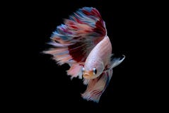 Colorful With Main Color Of Light Pink, Blue And Red Betta Fish, Siamese Fighting Fish Was Isolated On Black Background And It Has Royalty Free Stock Photos