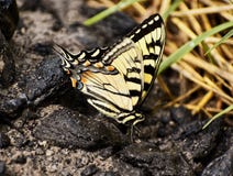 Giant Swallowtail Butterfly Climbing The Rocks