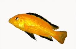 pregnant red zebra cichlid pregnant red zebra cichlid