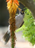Colorfull bird eating flowers