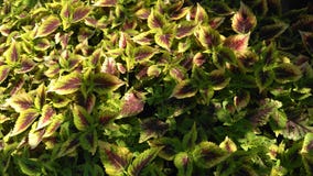 The colorfull leaves royalty free stock images The colorfull leaves royalty free stock images