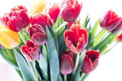Colorfull tulip flowers Flowers for holiday royalty free stock photo Colorfull tulip flowers Flowers for holiday royalty free stock photo