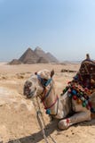 Camel sitting in front of the Pyramids of Giza