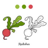 Coloring Book: Fruits And Vegetables (radishes) Royalty Free Stock Photo Coloring Book: Fruits And Vegetables (radishes) Royalty Free Stock Photo