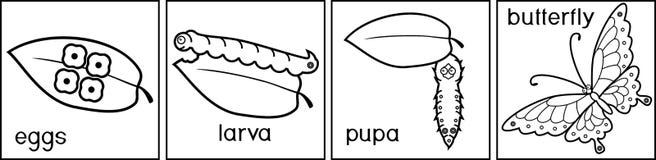 Life Cycle Of Butterfly. Life Cycle Of Butterfly. Complete