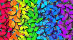 Colors of rainbow. Pattern of multicolored butterflies morpho, texture background. vector illustration Colors of rainbow. Pattern of multicolored butterflies morpho, texture background. vector illustration