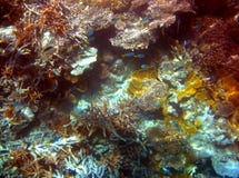 Colourful corals, Great Barrier Reef, Australia Stock Photos Colourful corals, Great Barrier Reef, Australia Stock Photos