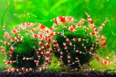 Colourful crystal red shrimps