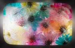 Colourful ice covered flowers showing frozen petals a flower heads