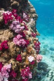 Colourful soft corals (Dendronephthya sp.) Stock Image Colourful soft corals (Dendronephthya sp.) Stock Image