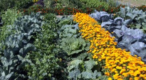 Colourful vegetable garden bed stock photos Colourful vegetable garden bed stock photos