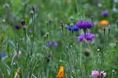 Colourful wild flowers including cornflowers and poppies, photographed in late afternoon in mid summer, in Chiswick, West London U