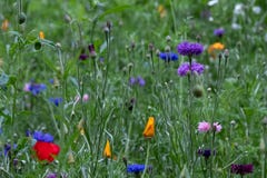 Colourful wild flowers including cornflowers and poppies, photographed in late afternoon in mid summer, in Chiswick, West London U