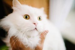Colpi dell'uomo un primo piano lanuginoso bianco del gatto Cura per gli animali domestici immagini stock Colpi dell'uomo un primo piano lanuginoso bianco del gatto Cura per gli animali domestici immagini stock