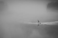 Colpo in bianco e nero con un uccello che si siede da solo su un surroun del lago fotografie stock Colpo in bianco e nero con un uccello che si siede da solo su un surroun del lago fotografie stock