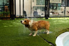 Colpo di frusta adorabile del cane del corgi di lingua gallese i peli sull'erba artificiale dopo il nuoto sul fine settimana immagini stock libere da diritti Colpo di frusta adorabile del cane del corgi di lingua gallese i peli sull'erba artificiale dopo il nuoto sul fine settimana immagini stock libere da diritti
