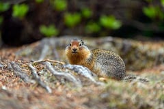 Columbian ground squirrel Urocitellus columbianus in Glacier National Park, Rogers Pass area stock photography Columbian ground squirrel Urocitellus columbianus in Glacier National Park, Rogers Pass area stock photography