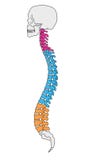 Coluna vertebral da anatomia ilustração do vetor Coluna vertebral da anatomia ilustração do vetor