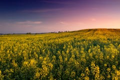 Colza field 1 royalty free stock image Colza field 1 royalty free stock image