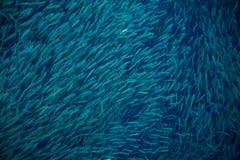 Colônia da sardinha do mar no oceano Foto submarina da escola maciça dos peixes foto de stock Colônia da sardinha do mar no oceano Foto submarina da escola maciça dos peixes foto de stock