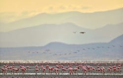 Colônia dos flamingos no lago Natron fotos de stock royalty free Colônia dos flamingos no lago Natron fotos de stock royalty free