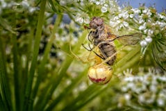 Comb-footed Spider with a freshly caught fly stock photo Comb-footed Spider with a freshly caught fly stock photo