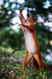 Come otterrei duro? Come otterrei duro?
