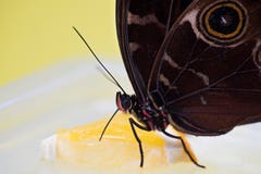  Comer da borboleta de Morpho imagem de stock royalty free