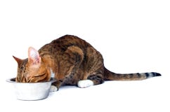 Comer do gato fotos de stock