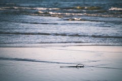 comfortable beach of the baltic sea with rocks and green vegetation - vintage film look vector illustration comfortable beach of the baltic sea with rocks and green vegetation - vintage film look vector illustration