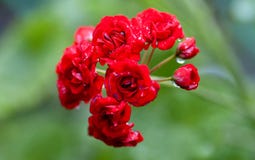 Cominci a fiorire germogli del geranio rosso con le gocce di acqua su un fondo verde pallido fotografia stock Cominci a fiorire germogli del geranio rosso con le gocce di acqua su un fondo verde pallido fotografia stock